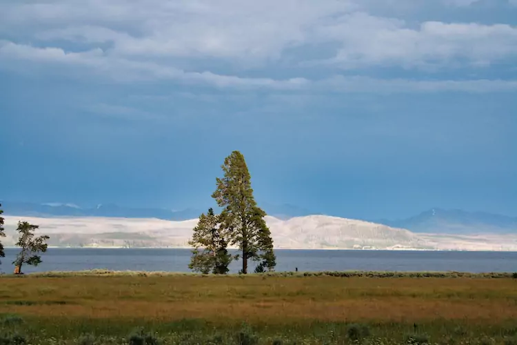 Yellowstone Park - Silver Trees