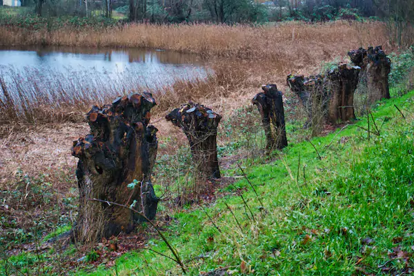 Knotted Willows