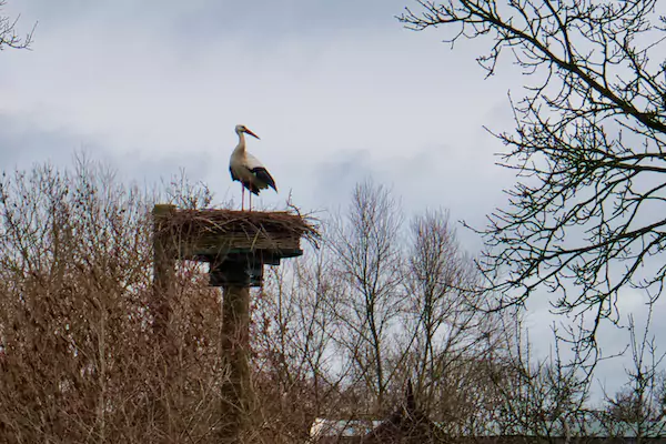 SP11 Wijhe to Zwolle Stork