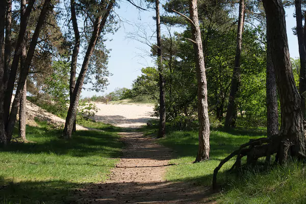 TTT-Loonse-and-Drunense-Dunes-01