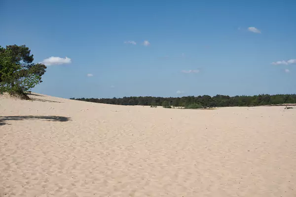 Loonse and Drunense Dunes - Drifting Dunes