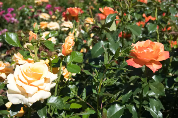 The International Rose Test Garden