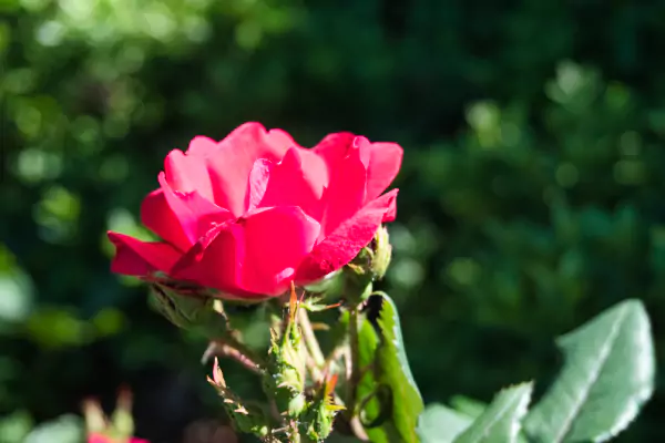 The International Rose Test Garden