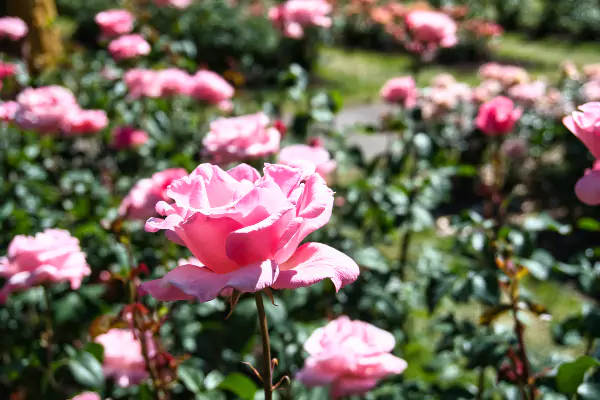 The International Rose Test Garden