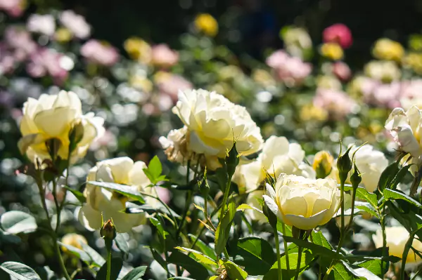 The International Rose Test Garden