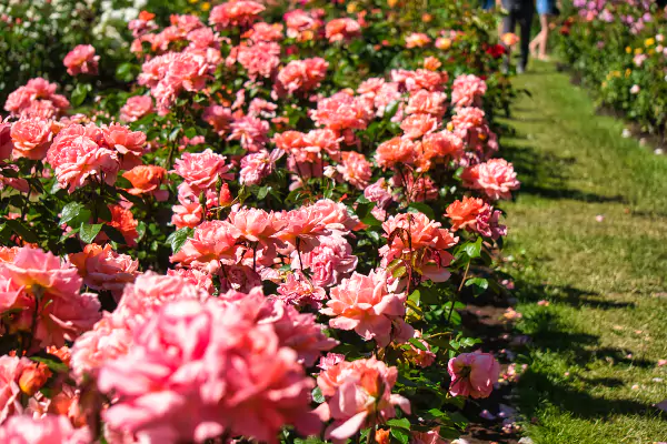 The International Rose Test Garden