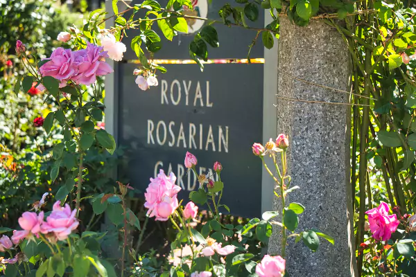 The International Rose Test Garden