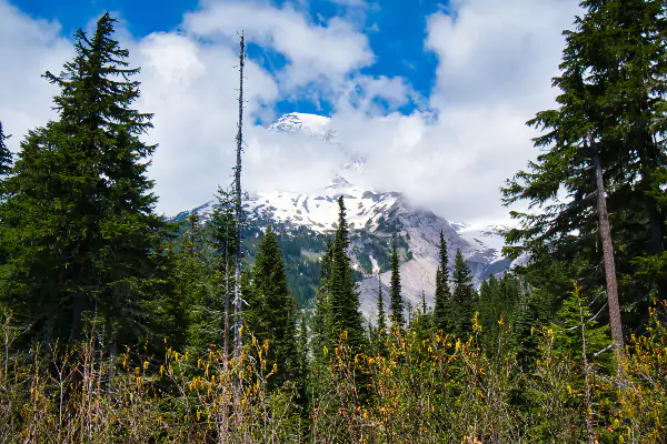 Mount Rainier Hiding