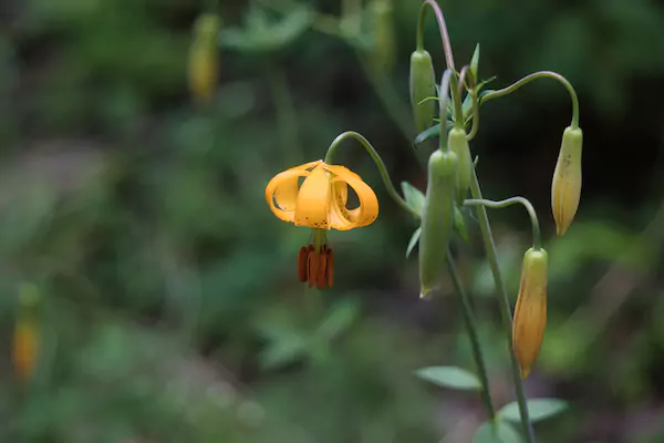 TTT-Nisqually-State-Park-06