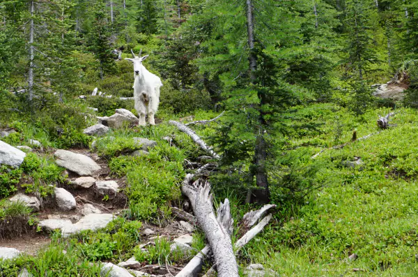 Mountain Goat