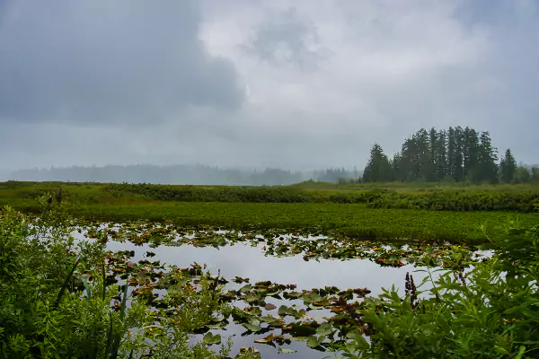 Silver Lakes's green marsh wetland.