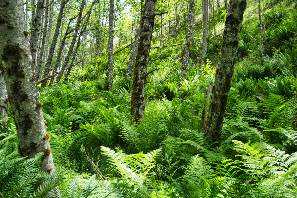 A Young Green Forest