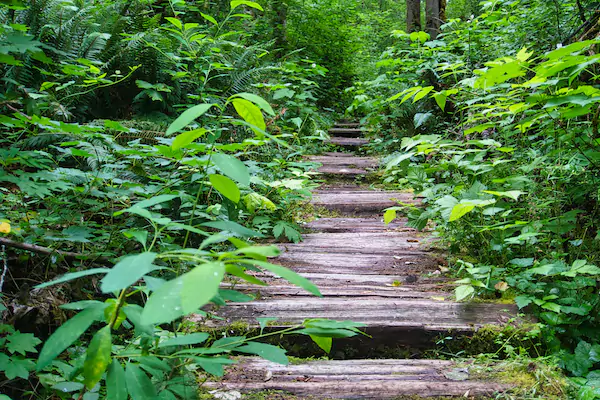 Hugo Peak Trail Boardwalk