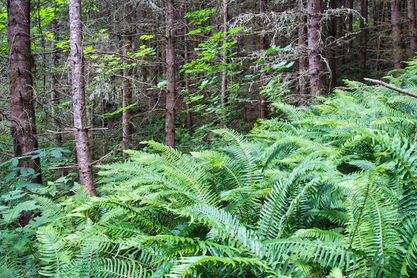 Hugo Peak Trail Forest