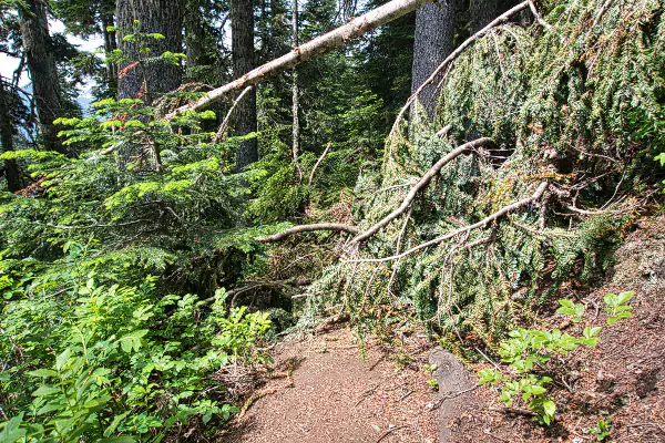 Fallen Trees