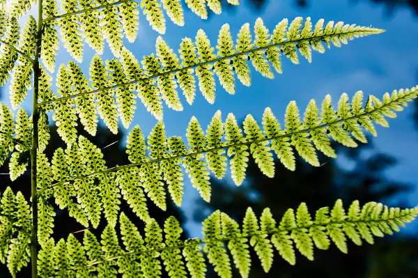 Bracken Ferns