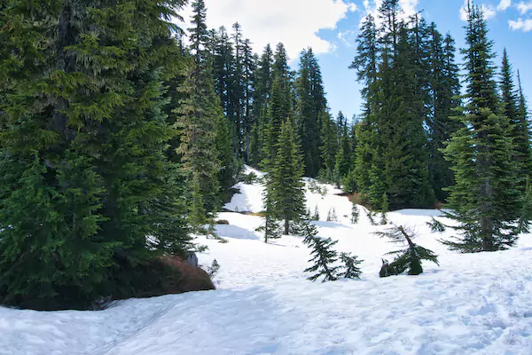 Trail Covered with Snow