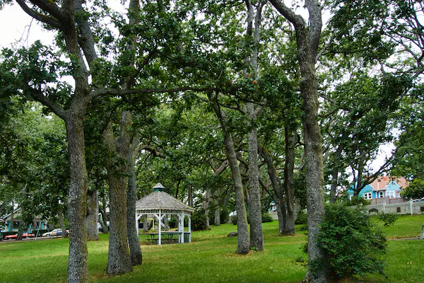 Garry Oak Trees