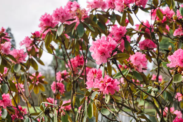 TTT-Chrystal-Springs-Rhododendron-Garden-03