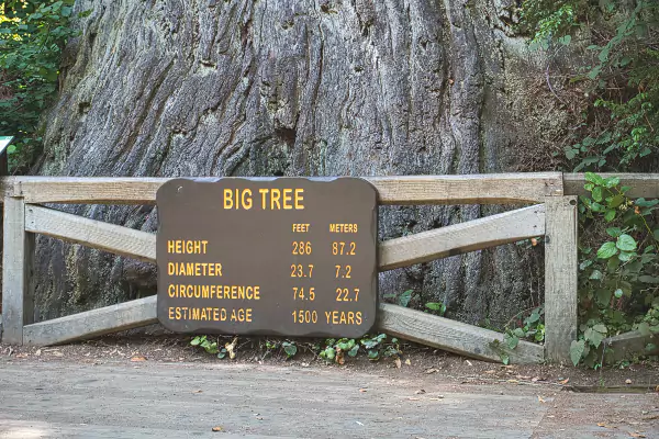 TTT-Big-Tree-Trail-01