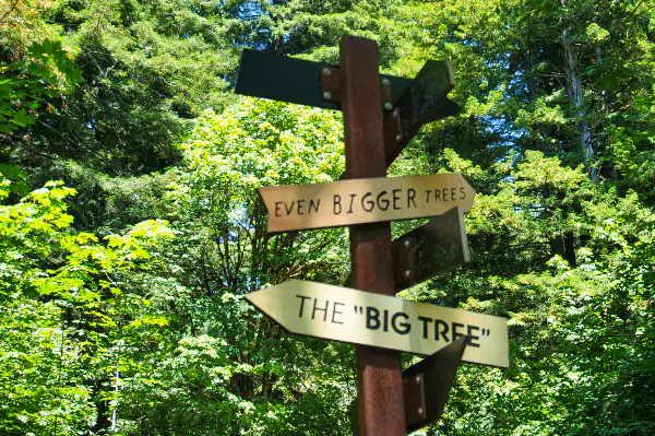 TTT-Big-Tree-Trail-03