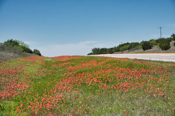 TTT-Driving-Through-Texas-Wildflowers-01