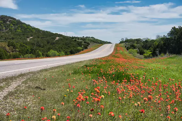TTT-Driving-Through-Texas-Wildflowers-02