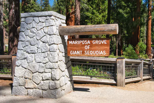 TTT-Mariposa-Grove-Yosemite-NP-01