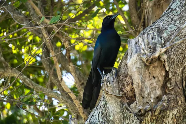 TTT-Haulover-Beach-Park-Grackle-01