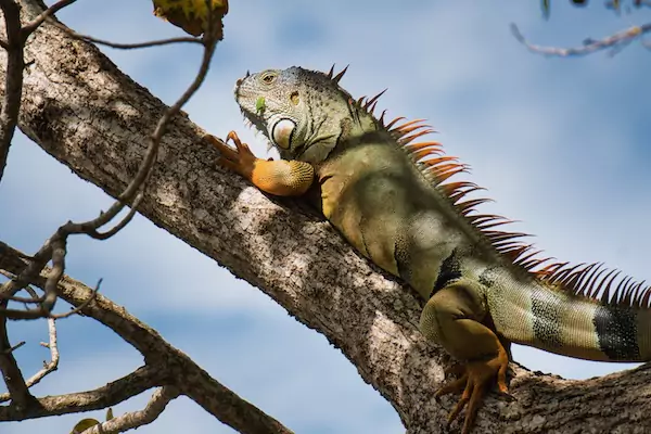 TTT-Haulover-Beach-Park-Iguana-01