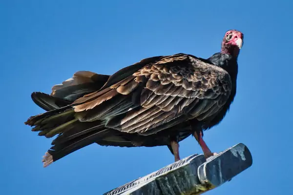 TTT-Haulover-Beach-Park-Vulture-01