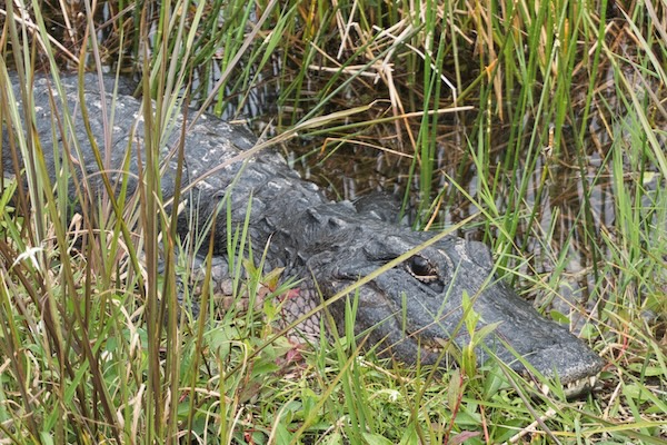 TTT-Everglades-NP-01-Anhinga-Trail