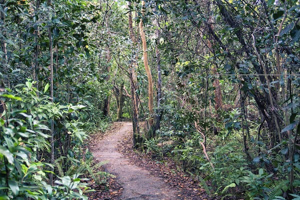 TTT-Everglades-NP-01-Gumbo-Limbo-Trail