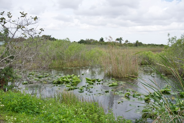 TTT-Everglades-NP-02-Anhinga-Trail