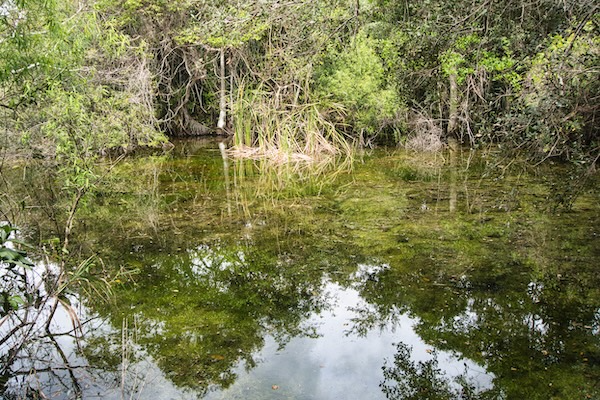 TTT-Everglades-NP-02-Gumbo-Limbo-Trail