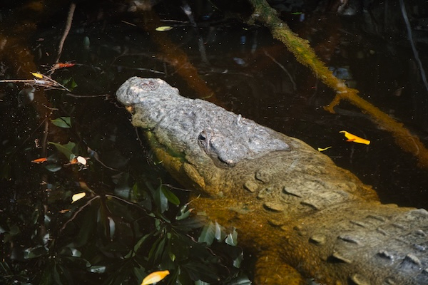 TTT-Everglades-NP-Guy-Bradley-Trail-01