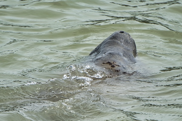 TTT-Everglades-NP-Guy-Bradley-Trail-03