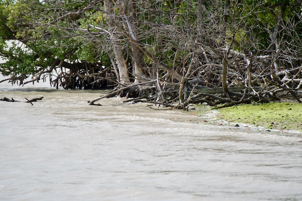 TTT-Everglades-NP-Guy-Bradley-Trail-05