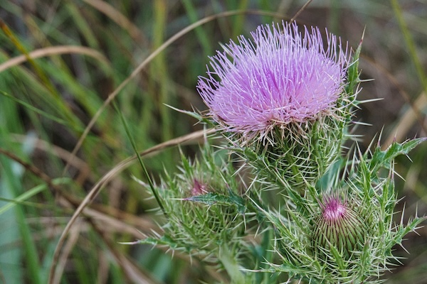 TTT-Everglades-NP-Long-Pine-Key-Nature-Trail-01