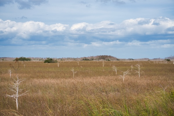 TTT-Everglades-NP-Long-Pine-Key-Nature-Trail-02