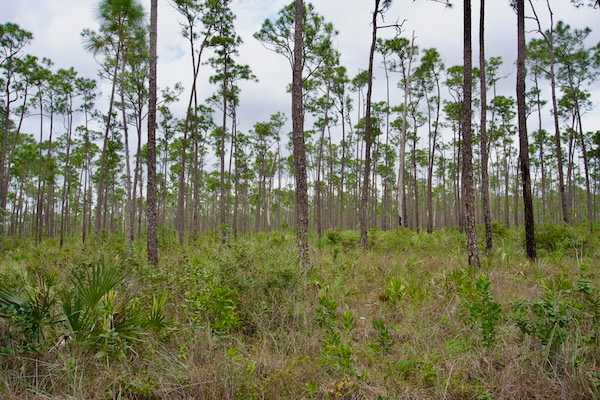 TTT-Everglades-NP-Long-Pine-Key-Nature-Trail-03