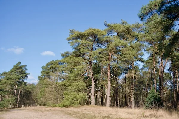 TTT-SP13-Utrecht-Path-Scherpenzeel-Amersfoort-12