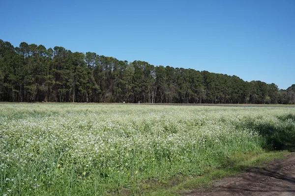 TTT-Boone-Hall-Mount-Pleasant-SC-02