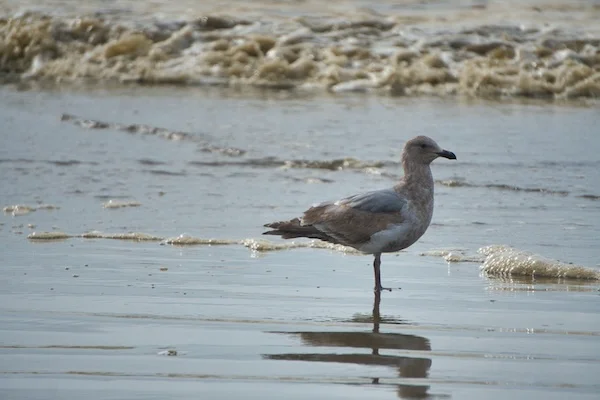 TTT-GrayLand-Beach-10