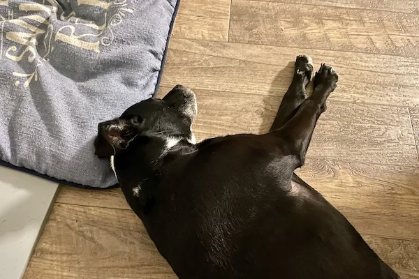 TTT-Petsitting-Grand-Pet-01