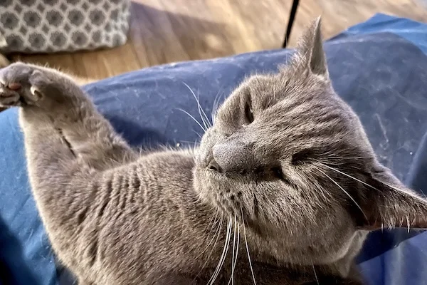 TTT-Petsitting-Grand-Pet-02