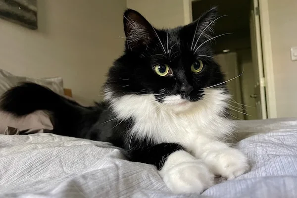 TTT-Petsitting-Grand-Pet-03