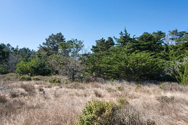 TTT-Point-Lobos-State-Reserve-07