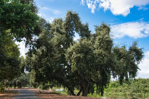 TTT-St-Johns-Riverwalk-Visalia-CA-08