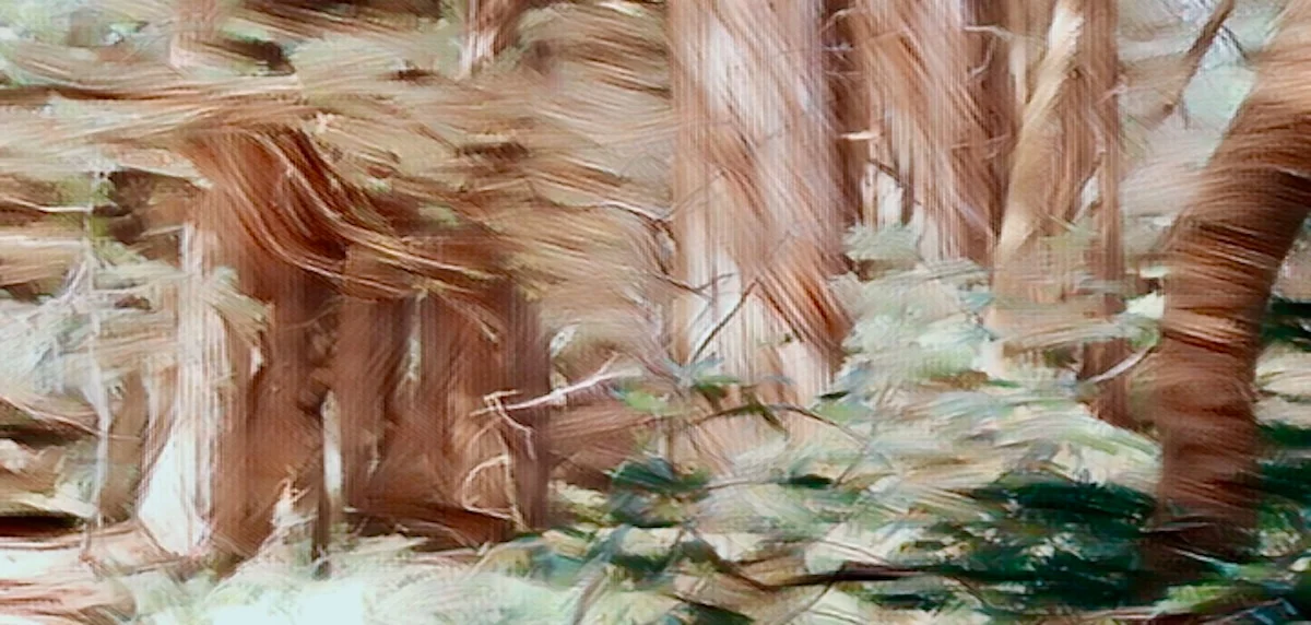 Hiking The Tall Trees Grove